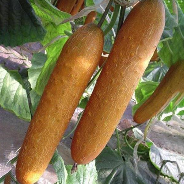 Orange Cucumber Seeds Fresh Crisp Vegetable Fruit Seed